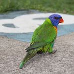 Rainbow Lorikeet(3). Australia. East Coast. 2010.