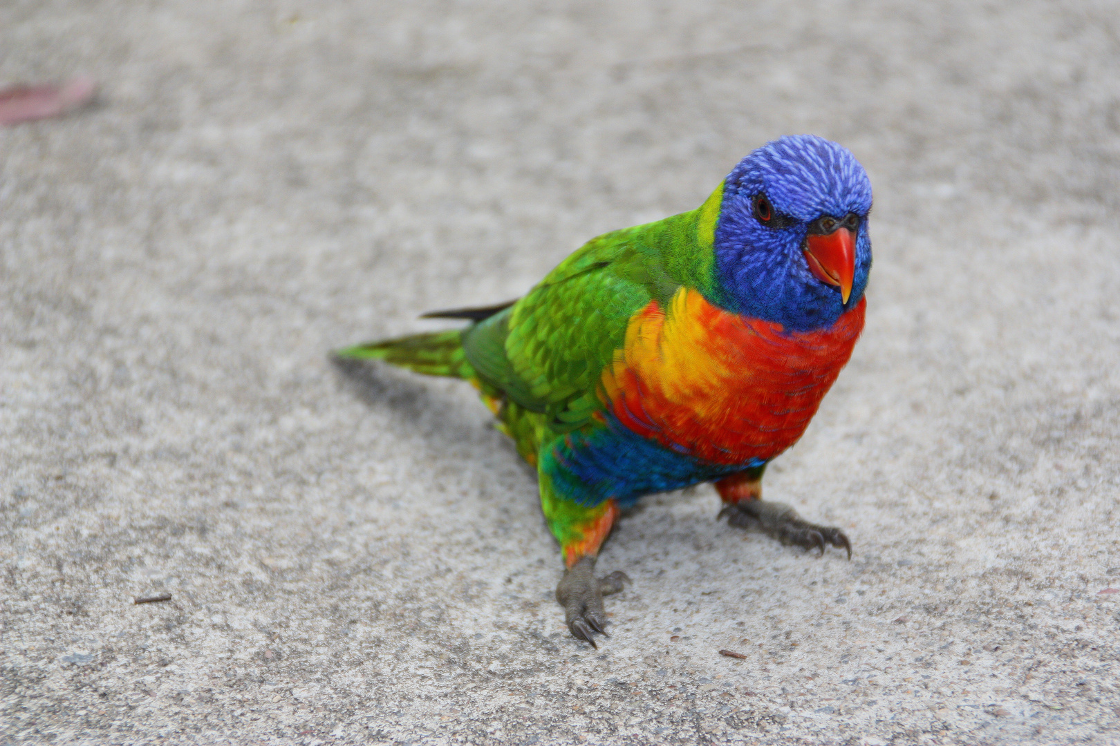 Rainbow Lorikeet(4). Australia. East Coast. 2010.