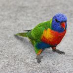 Rainbow Lorikeet(4). Australia. East Coast. 2010.