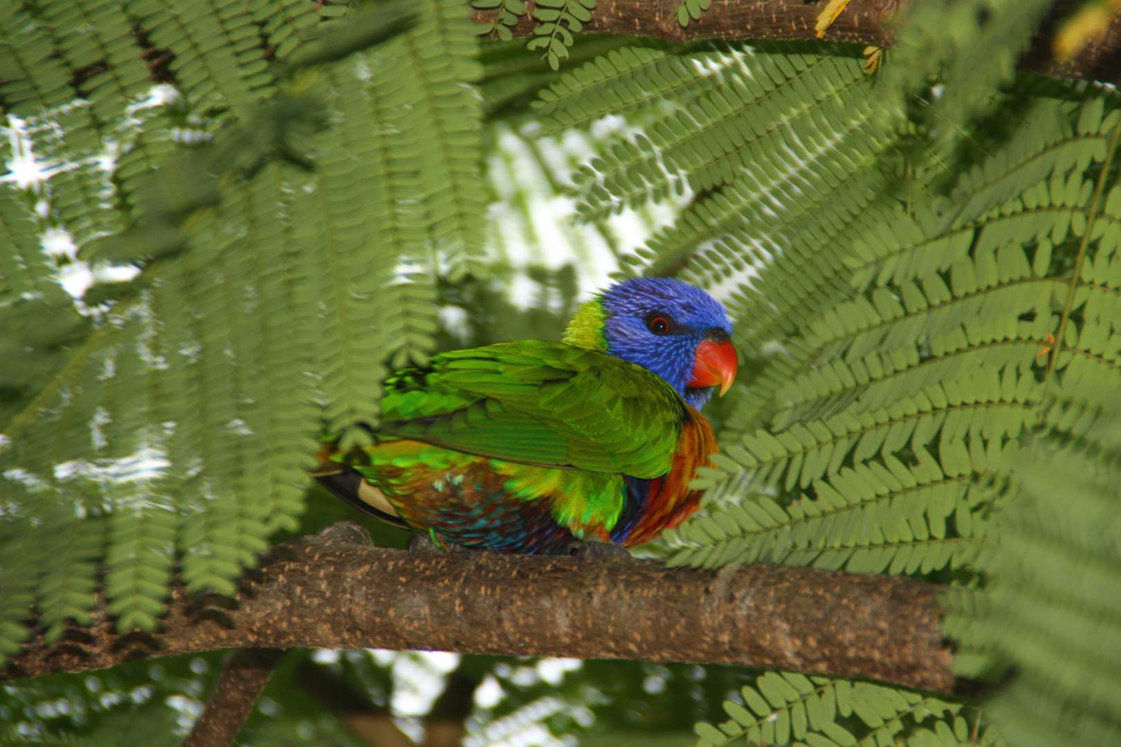 Rainbow Lorikeet(5). Australia. East Coast. 2010.