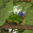 Rainbow Lorikeet(5). Australia. East Coast. 2010.