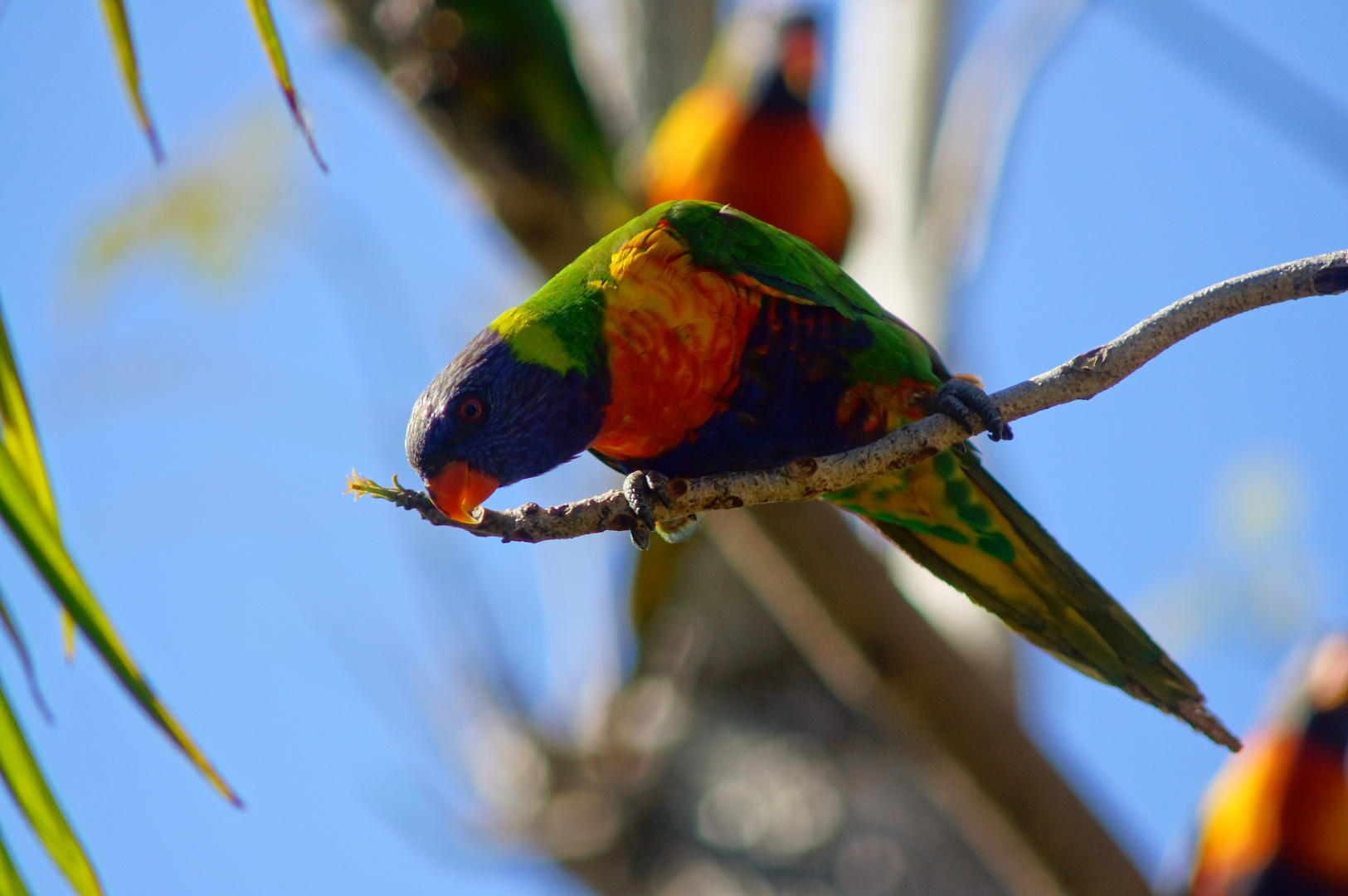 Rainbow Lorikeets