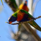 Rainbow Lorikeets