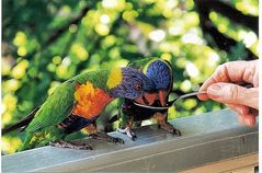 Rainbow Lorikeets