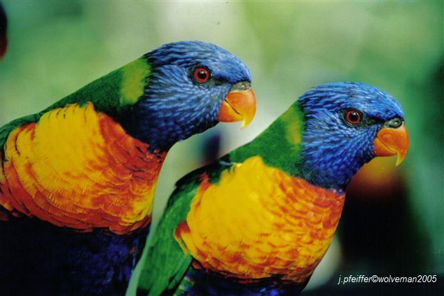 Rainbow Lorikeets