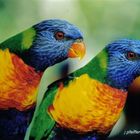 Rainbow Lorikeets