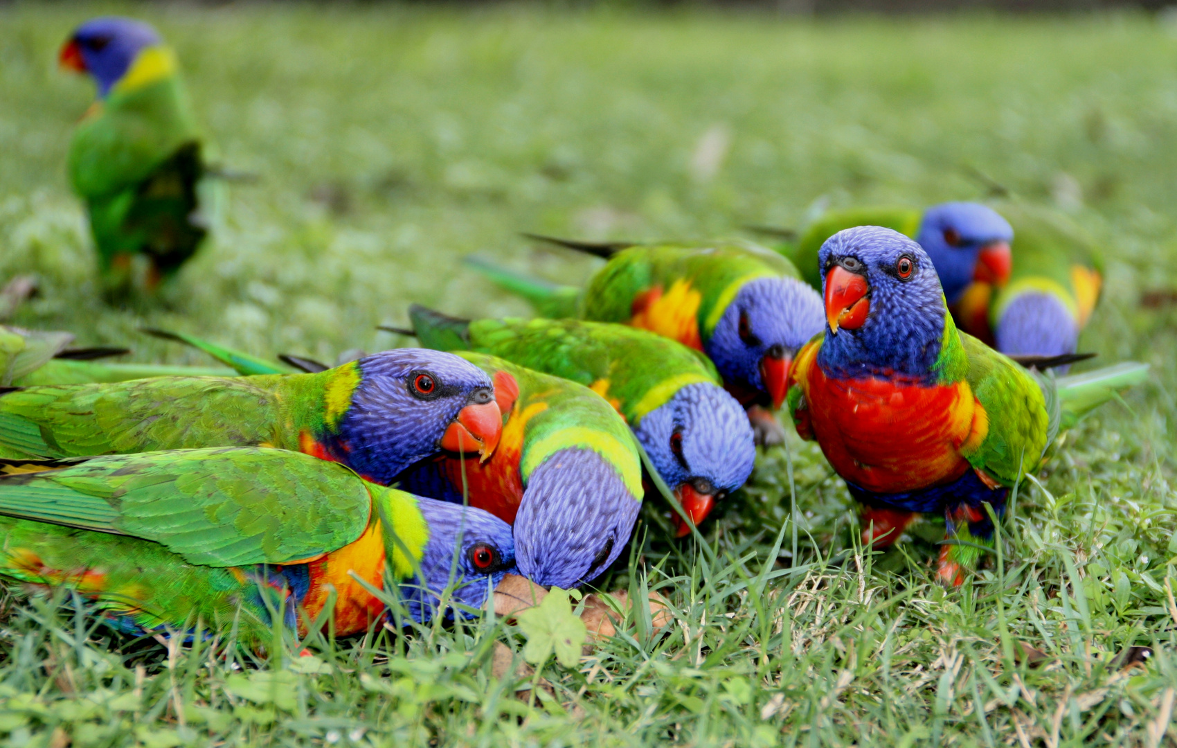 Rainbow Lorikeets. Australia. East Coast. 2010.