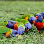 Rainbow Lorikeets. Australia. East Coast. 2010.