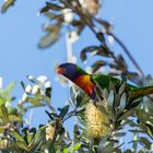 Rainbow lorikeets...