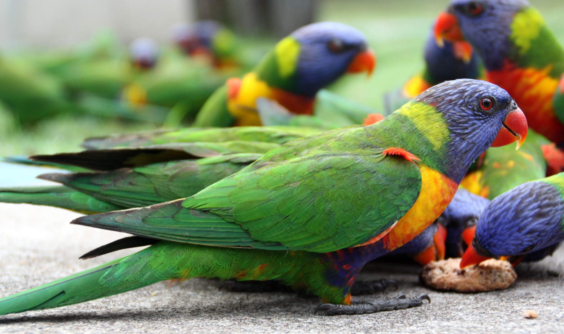 Rainbow Lorikeets(2). Australia. East Coast. 2010.