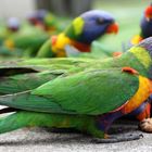 Rainbow Lorikeets(2). Australia. East Coast. 2010.