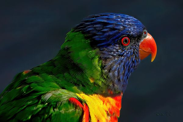 Rainbow Lory