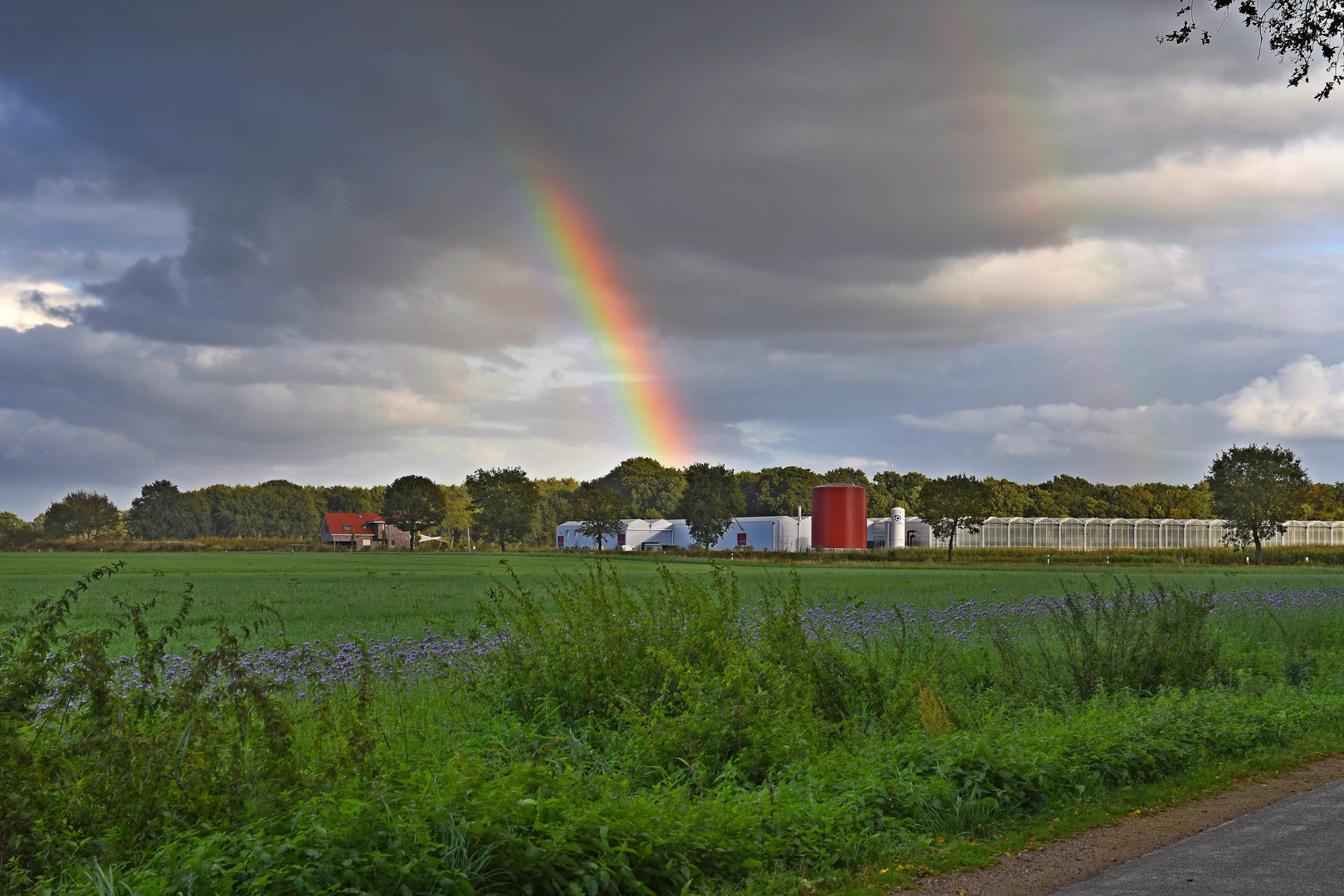 Rainbow Maestrup