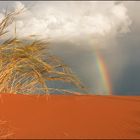 rainbow meets Grasbüschel