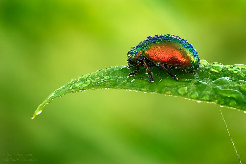 Rainbow on a leaf