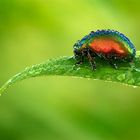 Rainbow on a leaf