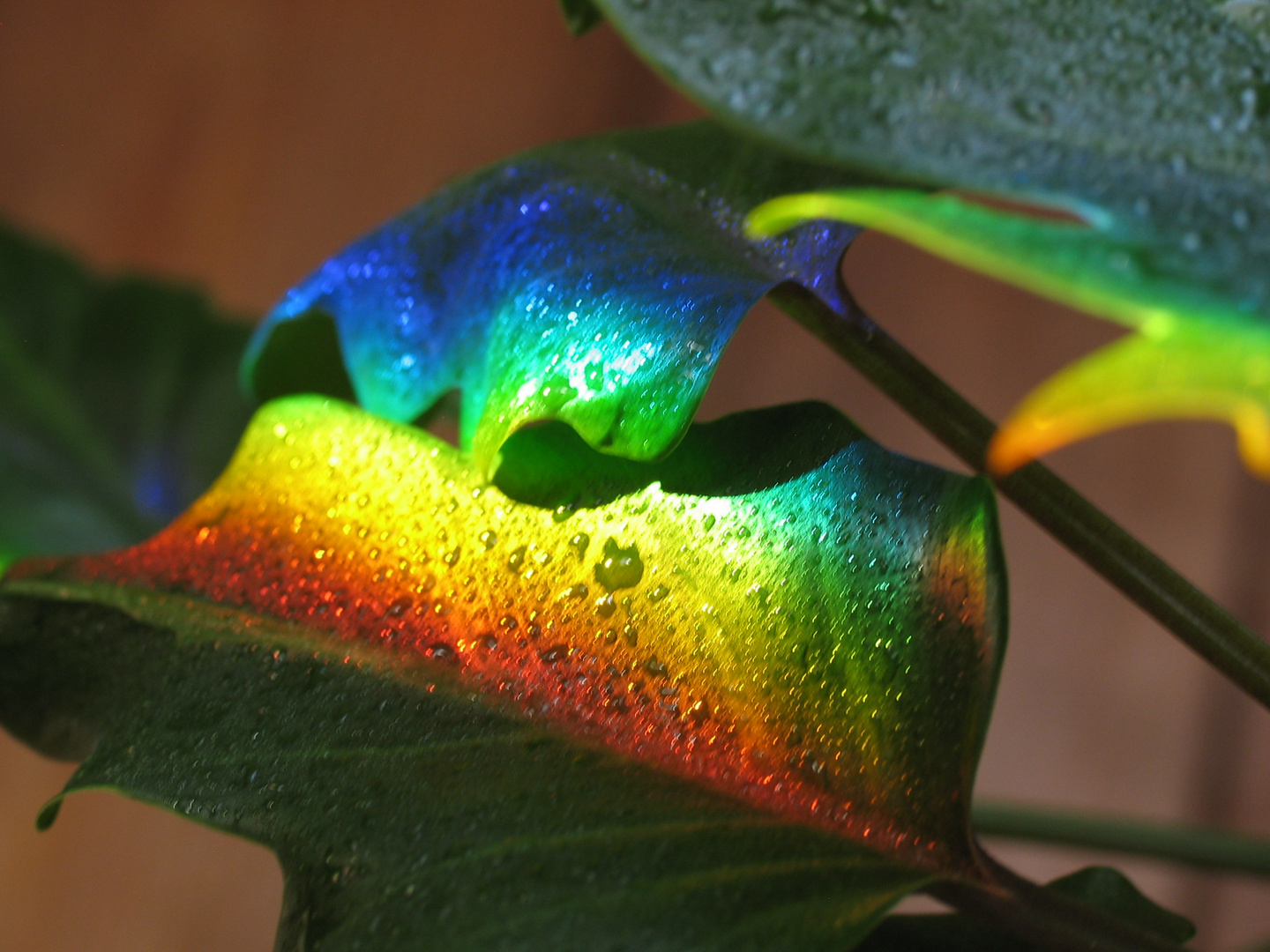 Rainbow on my Plant 2