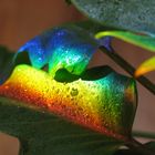 Rainbow on my Plant 2