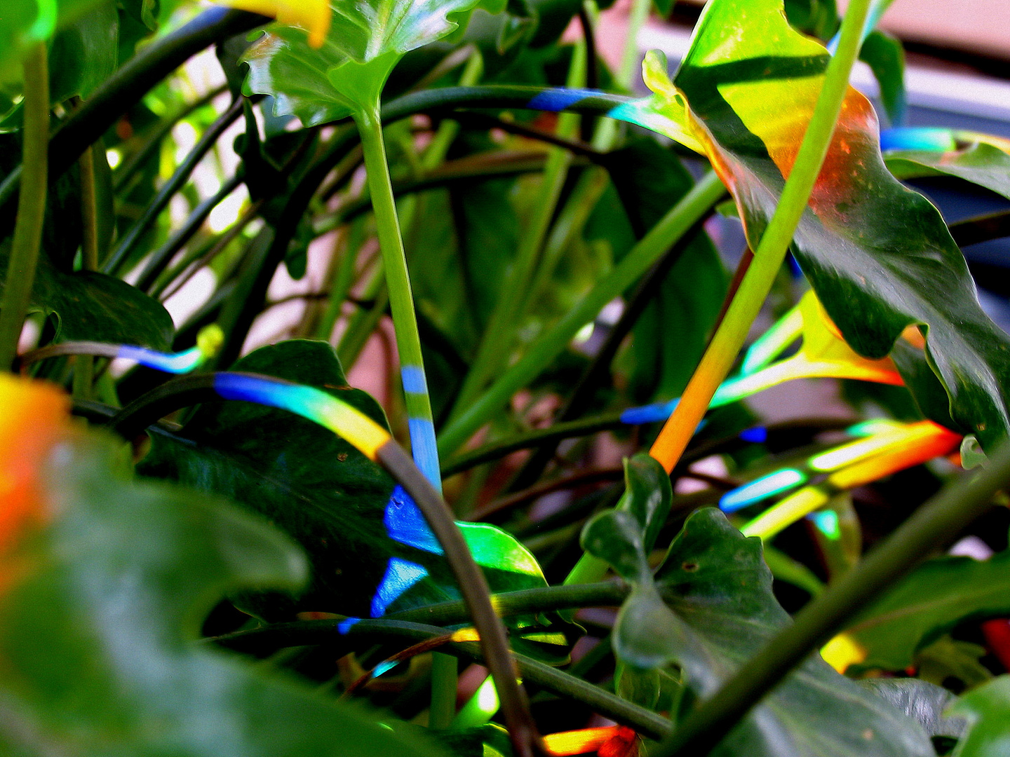 Rainbow on my Plant