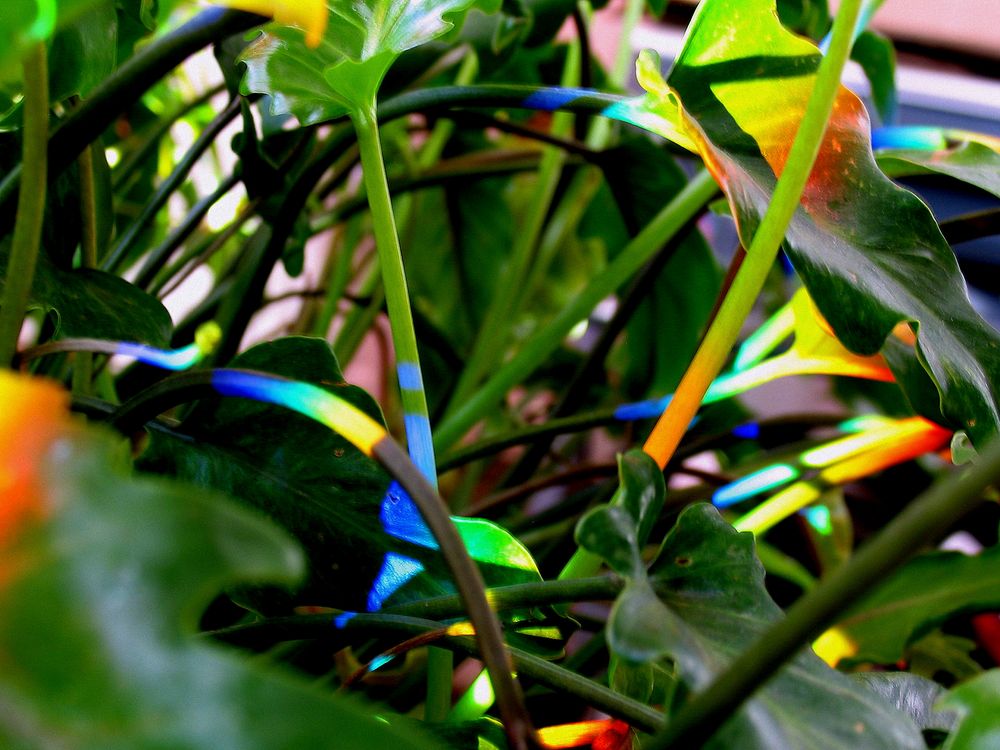 Rainbow on my Plant von ralf clasen 