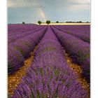 Rainbow on the lavender field