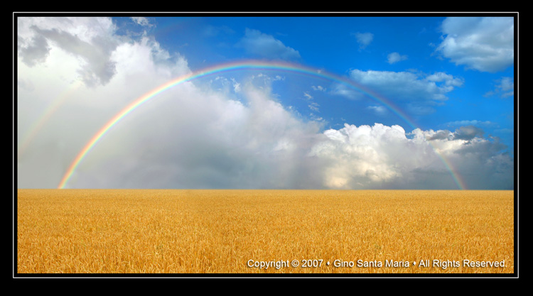 Rainbow Over a Wheat Field