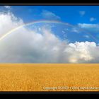 Rainbow Over a Wheat Field