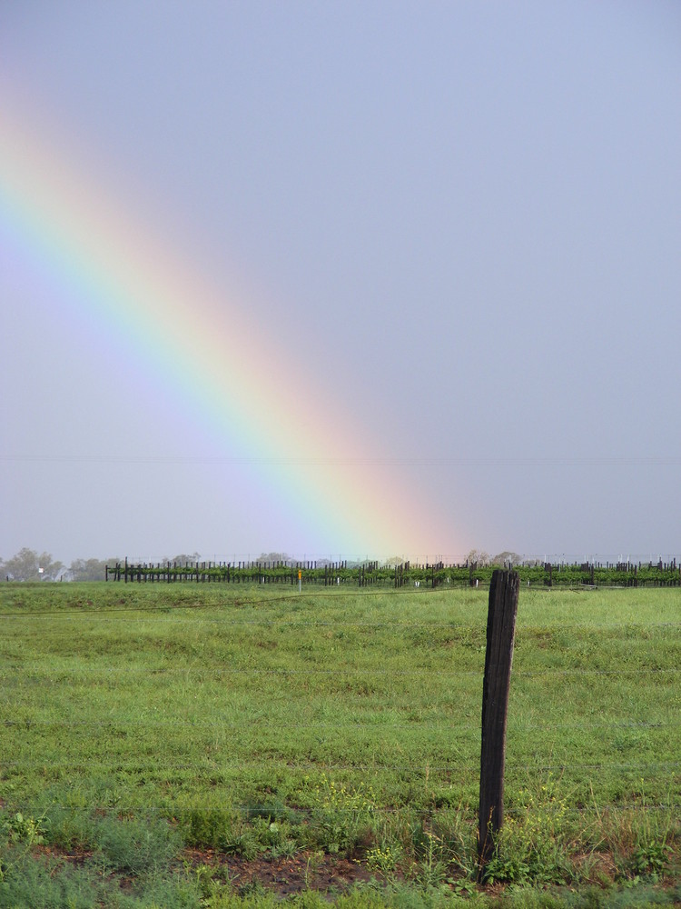 Rainbow over the vines