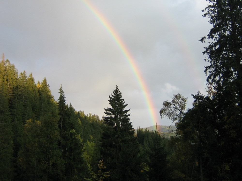 rainbow over the woods