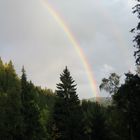 rainbow over the woods