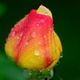 Rainbow Rose