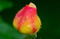 Rainbow Rose