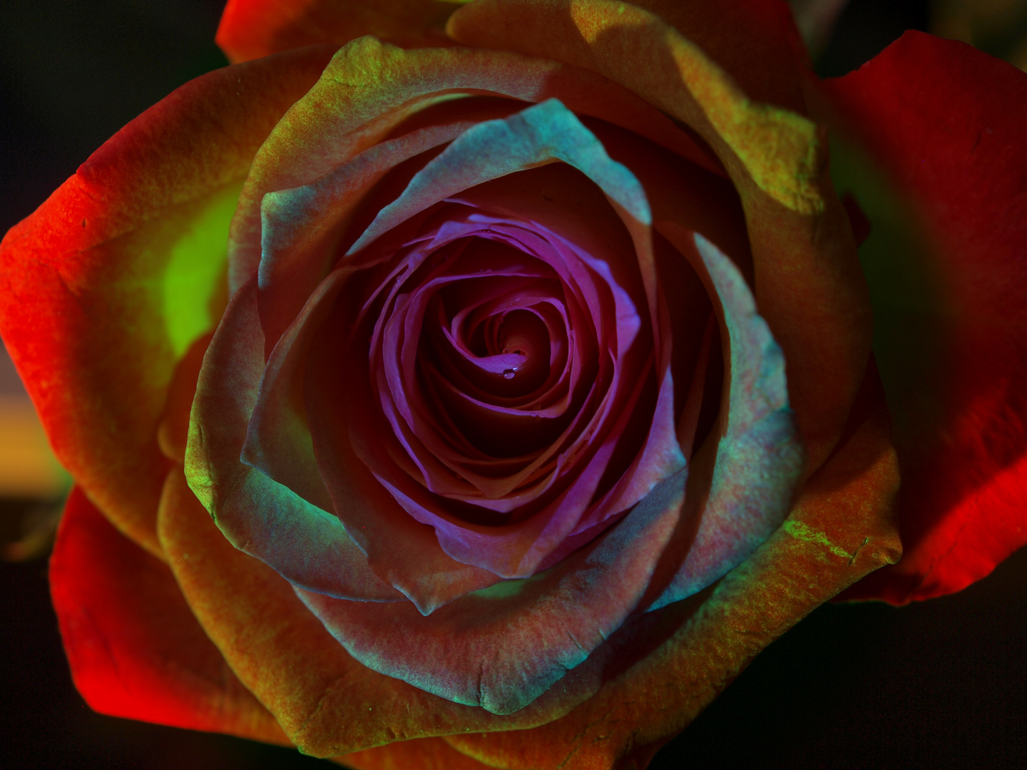 Rainbow-Rose