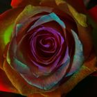 Rainbow-Rose