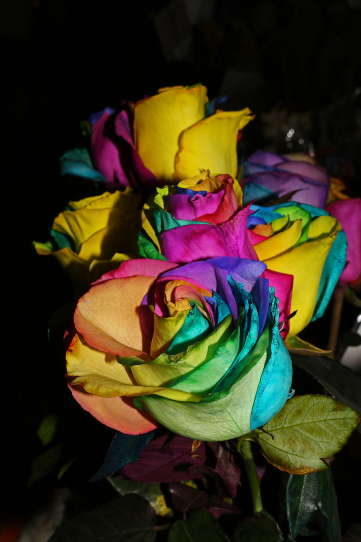 Rainbow Rose