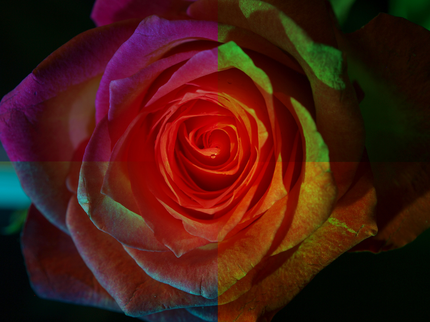 Rainbow-Rose II