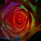 Rainbow-Rose II