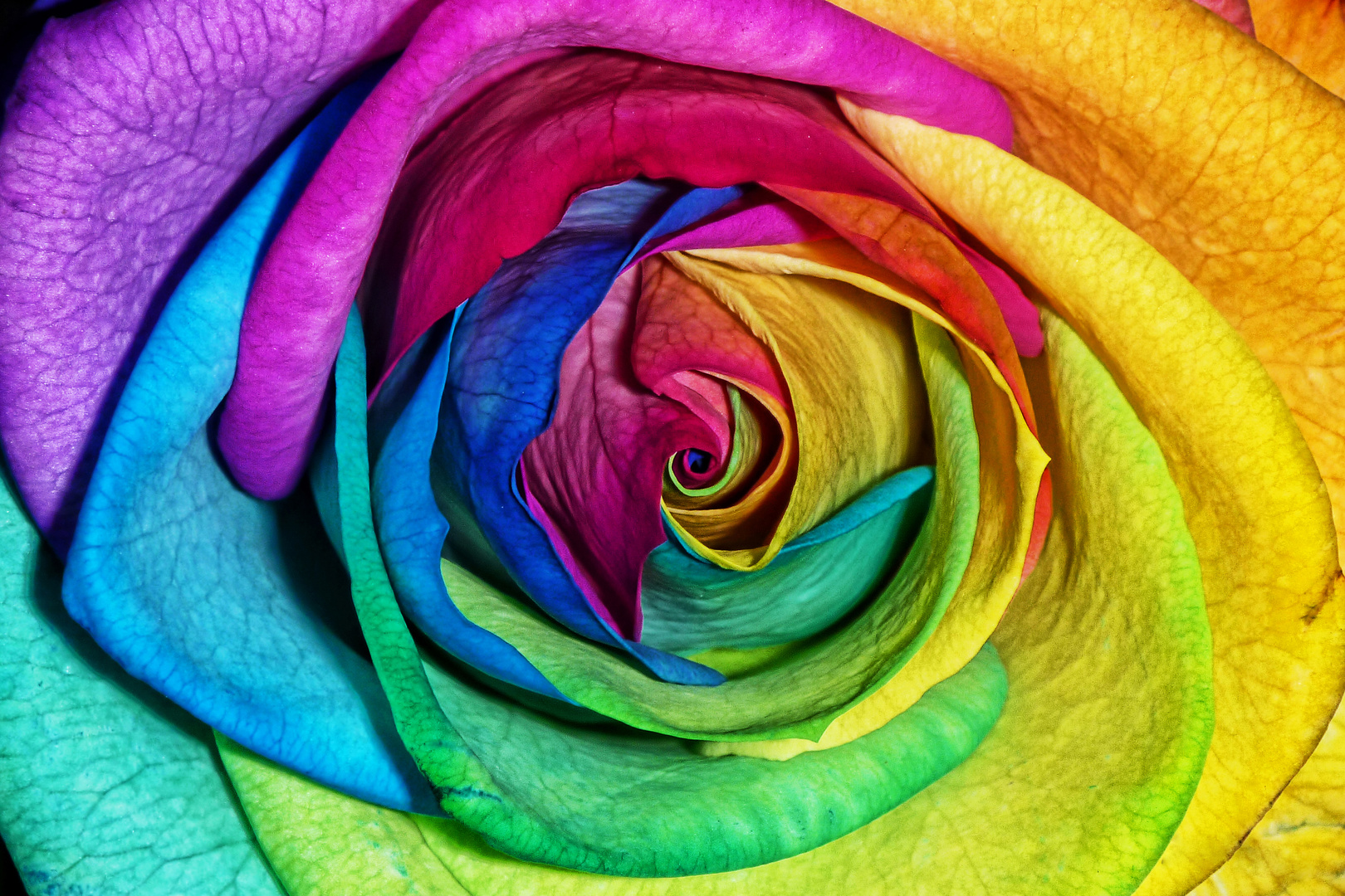 RAINBOW ROSES