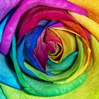 RAINBOW ROSES