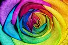 RAINBOW ROSES de JennyS photographe 