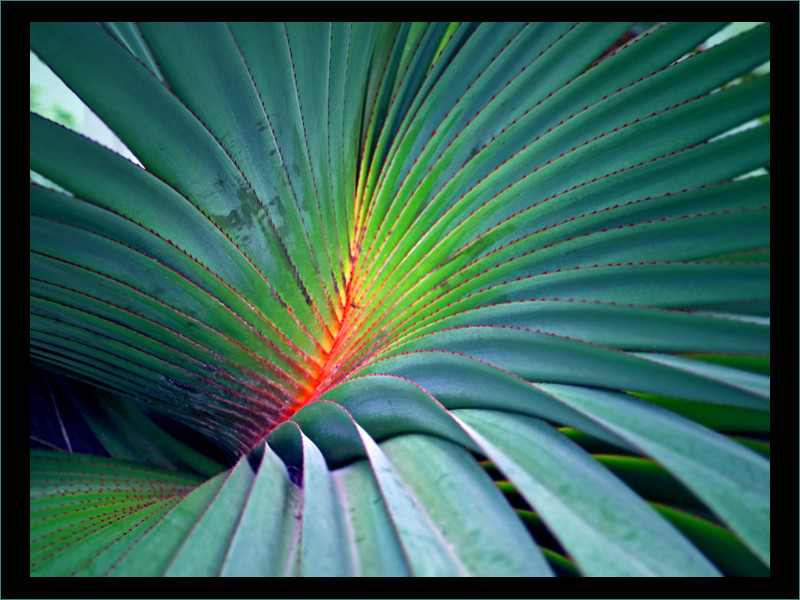 rainbow tree