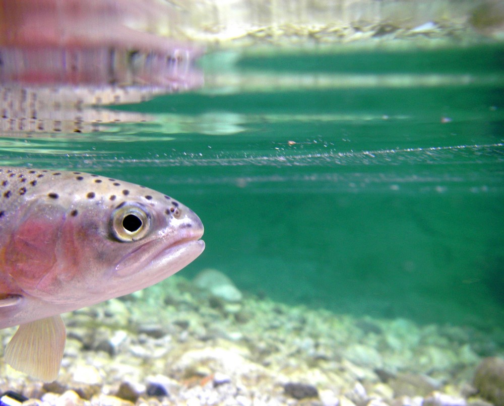 Rainbow Trout from Baça river (Slovenia)