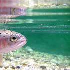 Rainbow Trout from Baça river (Slovenia)