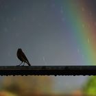 rainbow watching