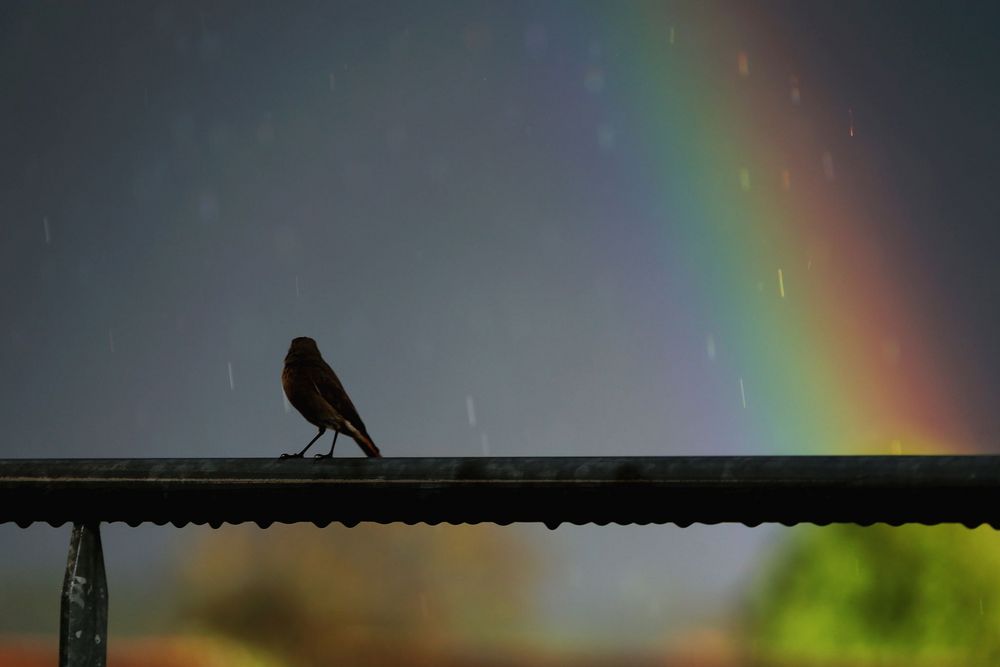 rainbow watching