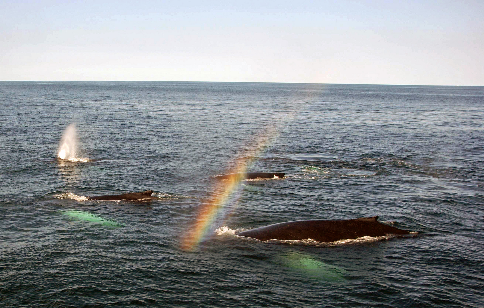 Rainbow Whales