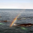 Rainbow Whales