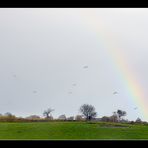 Rainbow with Birds (Snapshot 1)