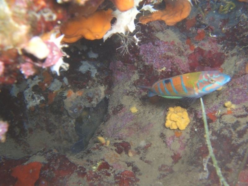 Rainbow wrasse