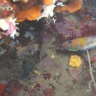 Rainbow wrasse